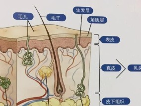 毛孔严重堵塞（解决毛孔堵塞的有效技巧和护肤建议）