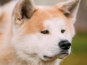 柴犬和秋田犬（揭秘柴犬和秋田犬的差异）