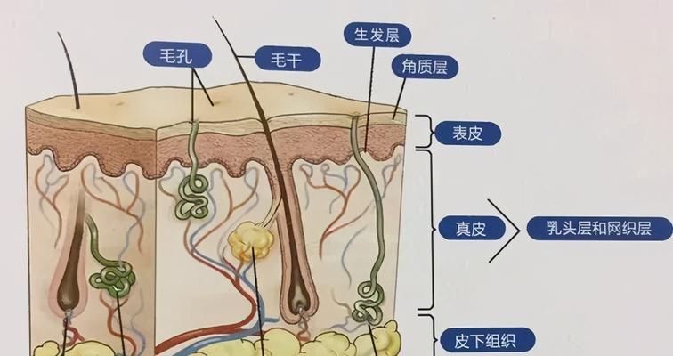 毛孔严重堵塞（解决毛孔堵塞的有效技巧和护肤建议）  第1张